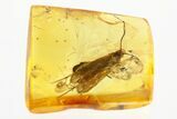 Fossil Caddisfly and Ant-Like Stone Beetle In Baltic Amber #272198-1